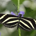 Schmetterling Heliconius charitonius Zebra Longwing