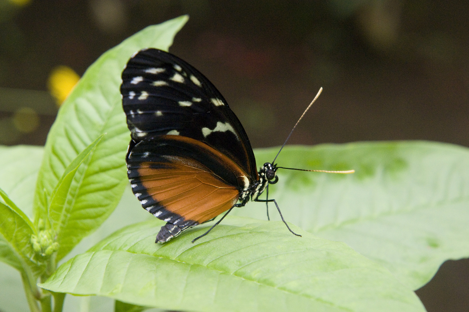 Schmetterling - Heliconius hecale zuleika