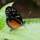 Schmetterling - Heliconius hecale zuleika