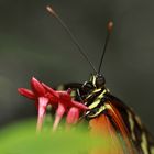 Schmetterling-Heliconius Hekale