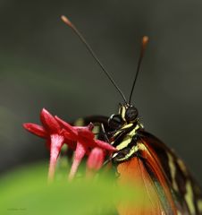 Schmetterling-Heliconius Hekale