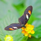 Schmetterling   Heliconius melpomene