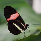 Schmetterling, Heliconius melpomene rosina