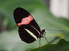 Schmetterling, Heliconius melpomene rosina