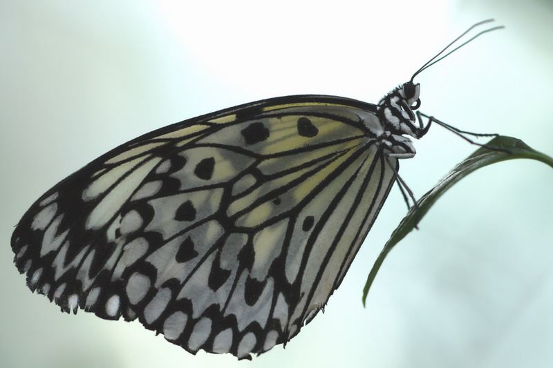 Schmetterling Herbst 2006-2