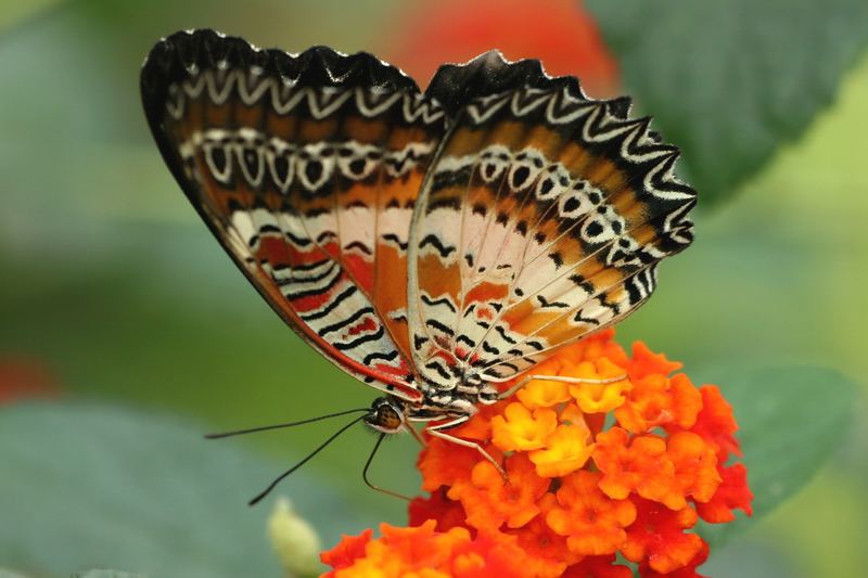 Schmetterling Herbst 2006-3