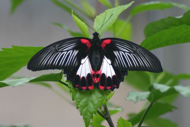 Schmetterling Herbst 2006-4