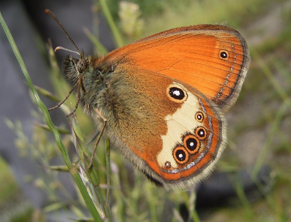 Schmetterling (Heufalter)