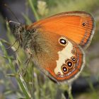 Schmetterling (Heufalter)