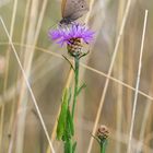 Schmetterling & Heuschrecke