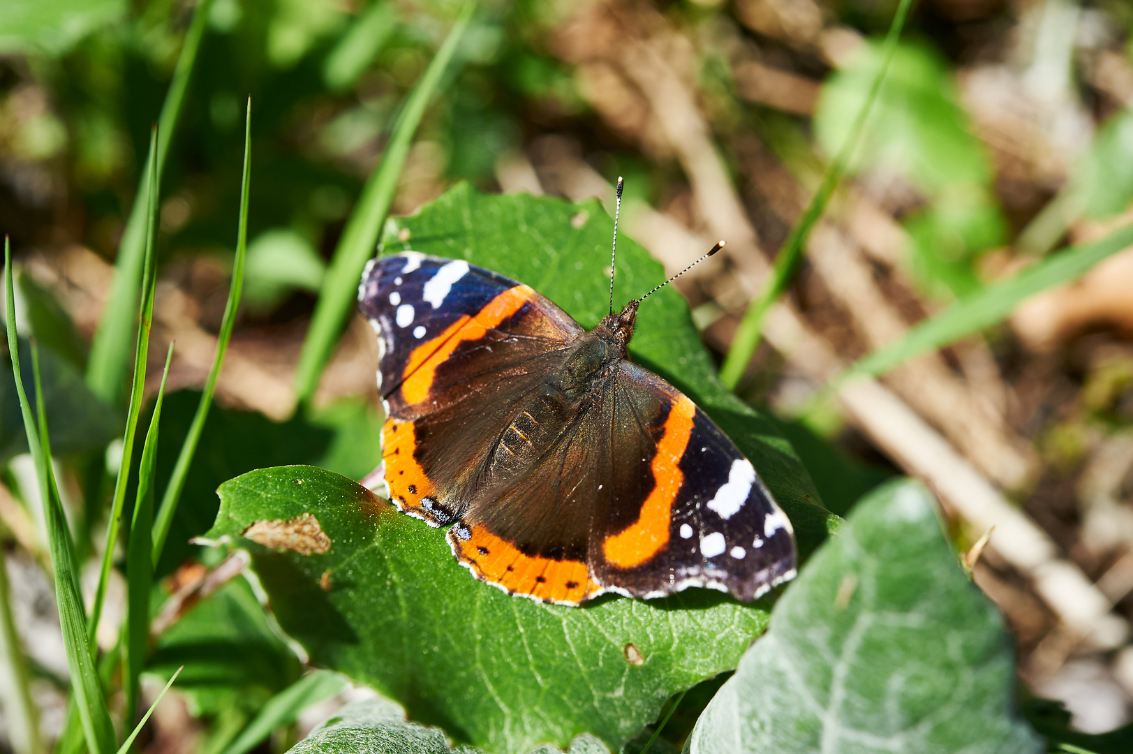 Schmetterling - Hochschwabgebiet