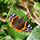 Schmetterling - Hochschwabgebiet