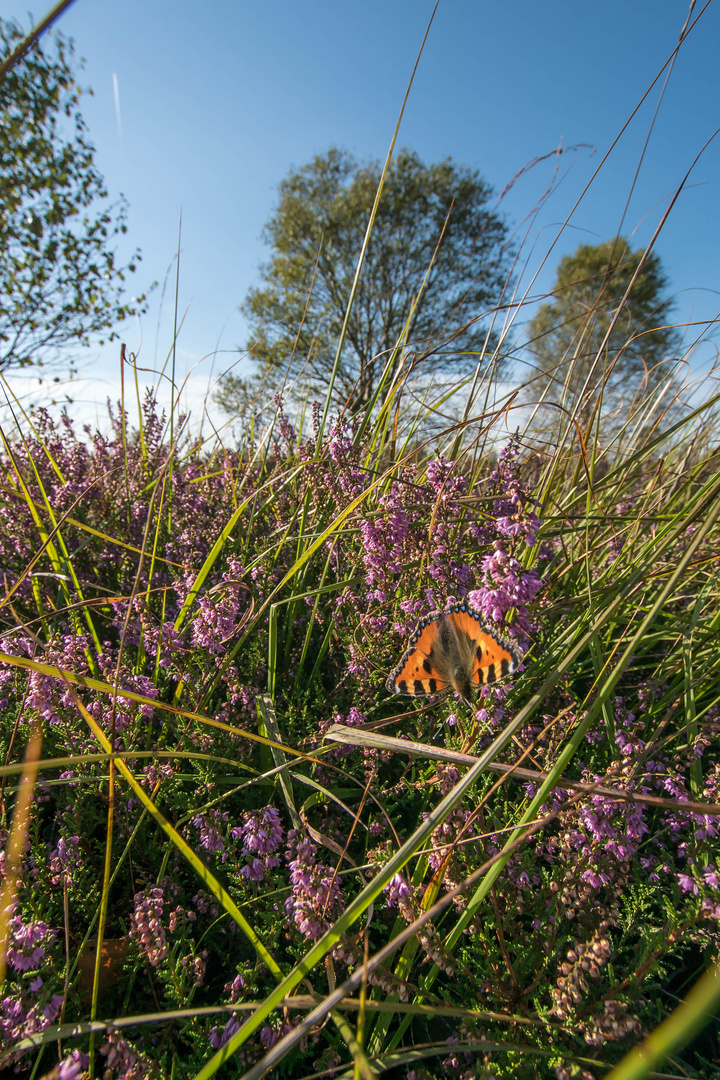 Schmetterling Hohes Venn 