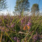 Schmetterling Hohes Venn 