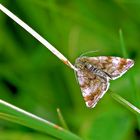 Schmetterling - Hornkraut Tageulchen