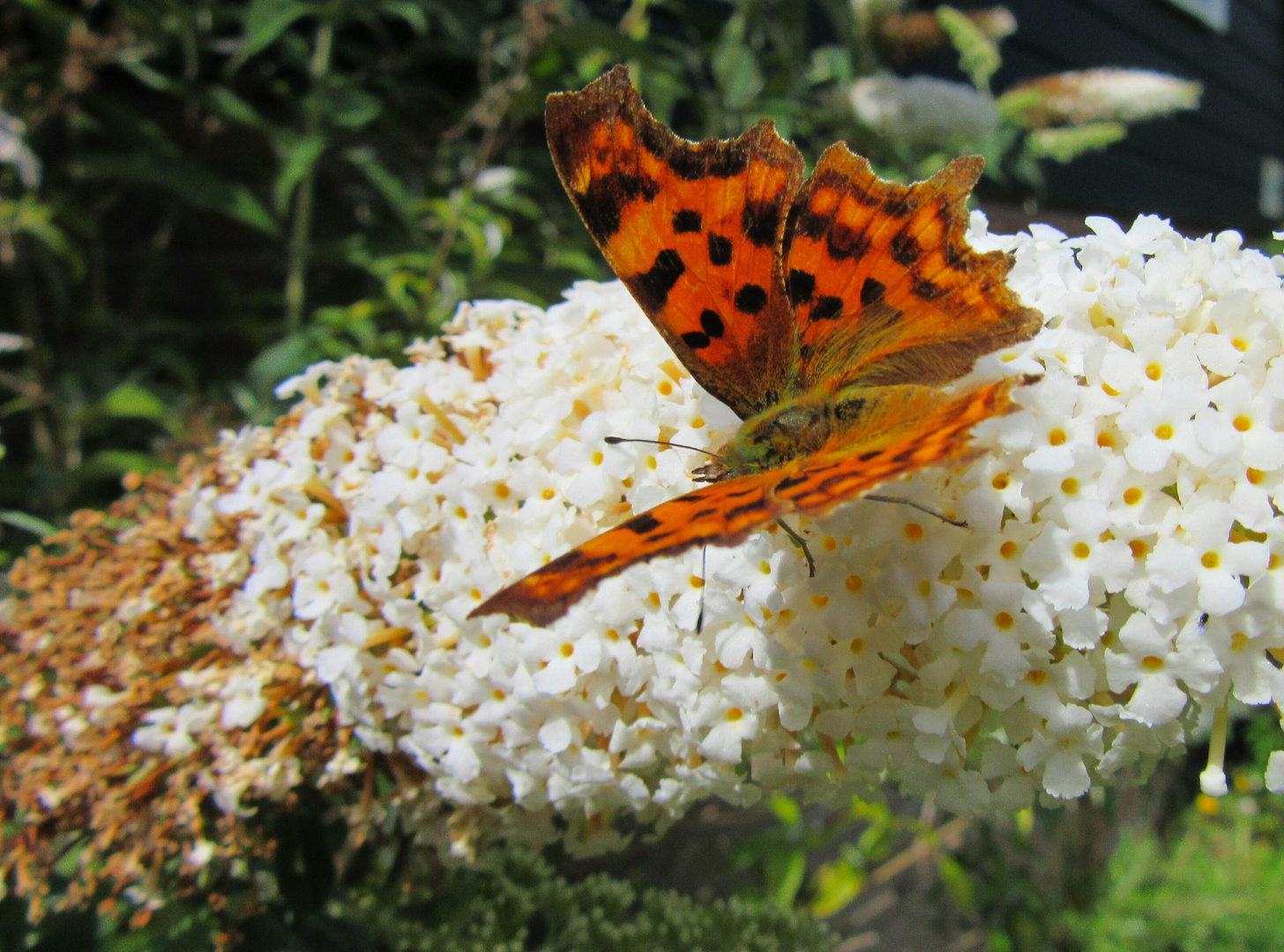 Schmetterling, hübsch, Holland 2017