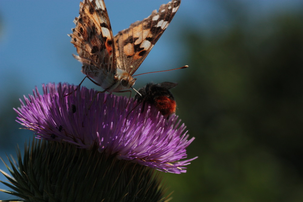 Schmetterling & Hummel