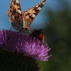 Schmetterling & Hummel