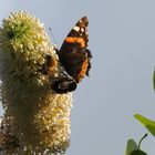 Schmetterling  Hummel und Biene