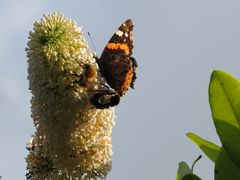 Schmetterling  Hummel und Biene