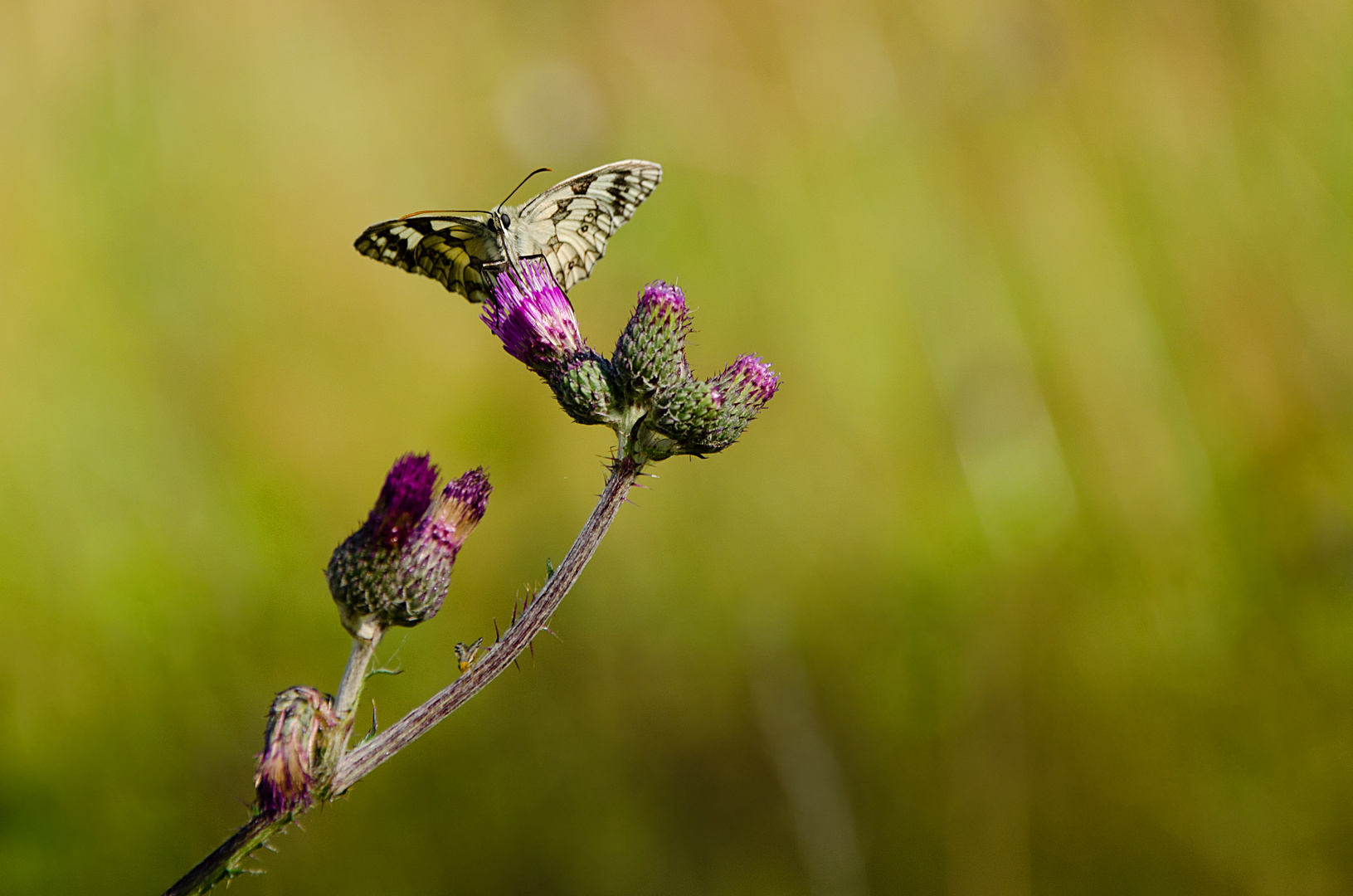 Schmetterling I