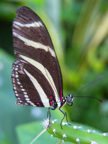 Schmetterling I