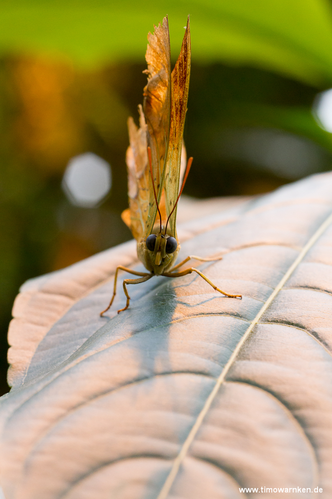 Schmetterling I