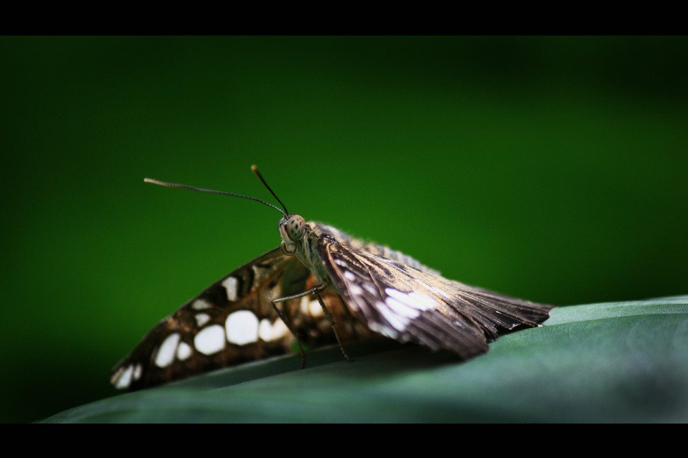 [SCHMETTERLING I ]