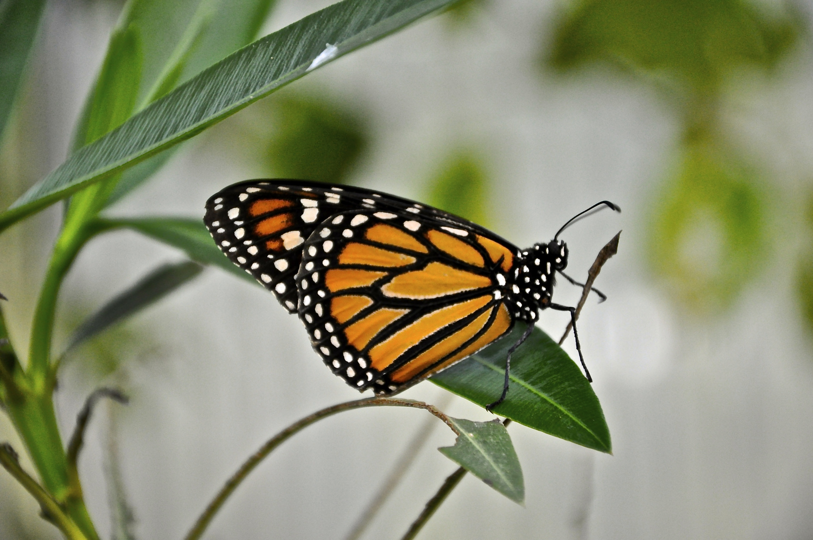 Schmetterling I