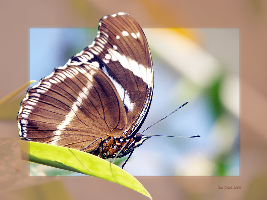 schmetterling I...........