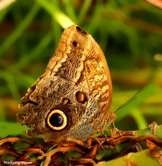 Schmetterling I