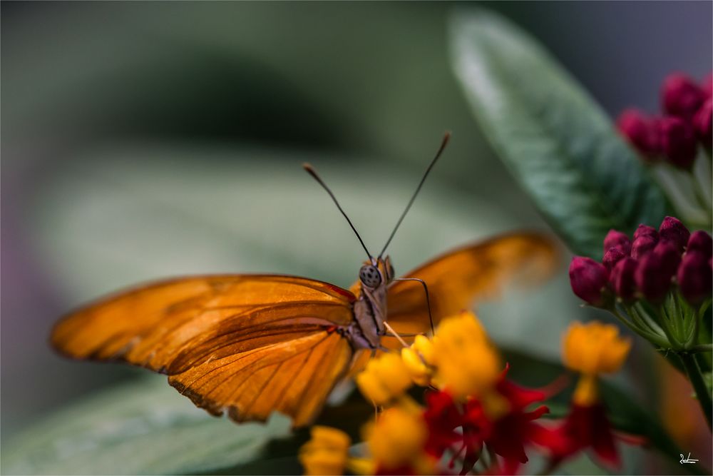 Schmetterling I