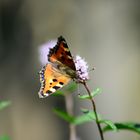 Schmetterling I