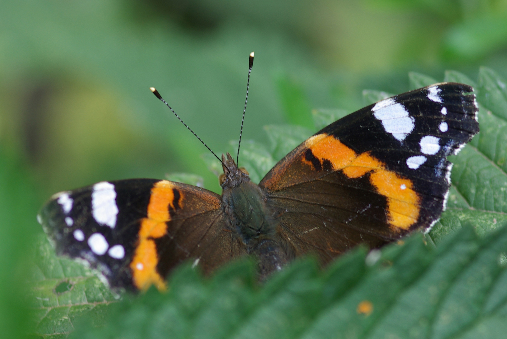 Schmetterling I