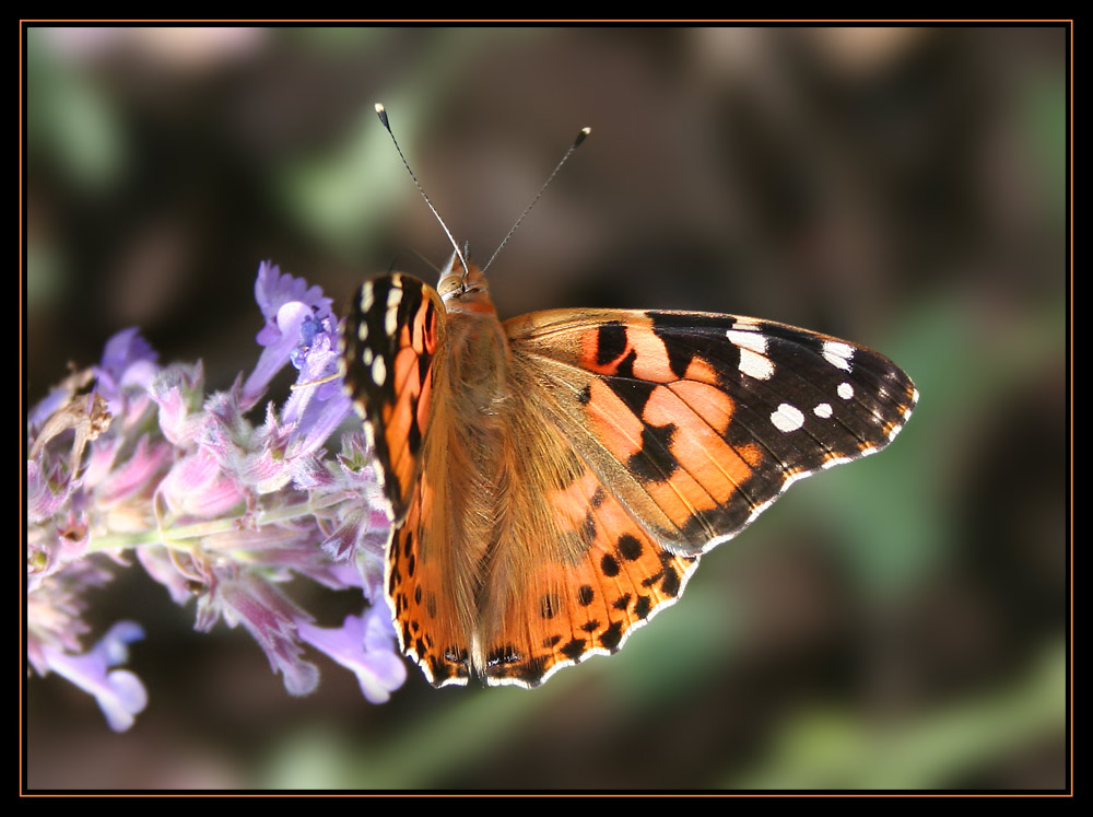 Schmetterling I