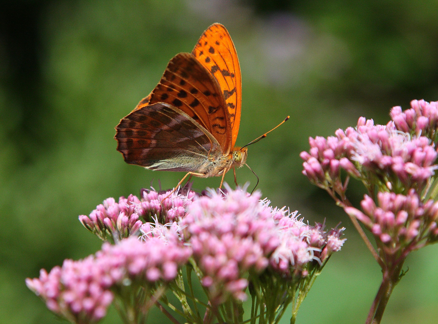 Schmetterling I