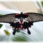 Schmetterling I