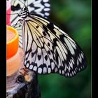 Schmetterling - I