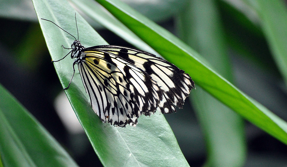 Schmetterling I