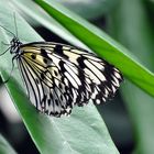 Schmetterling I