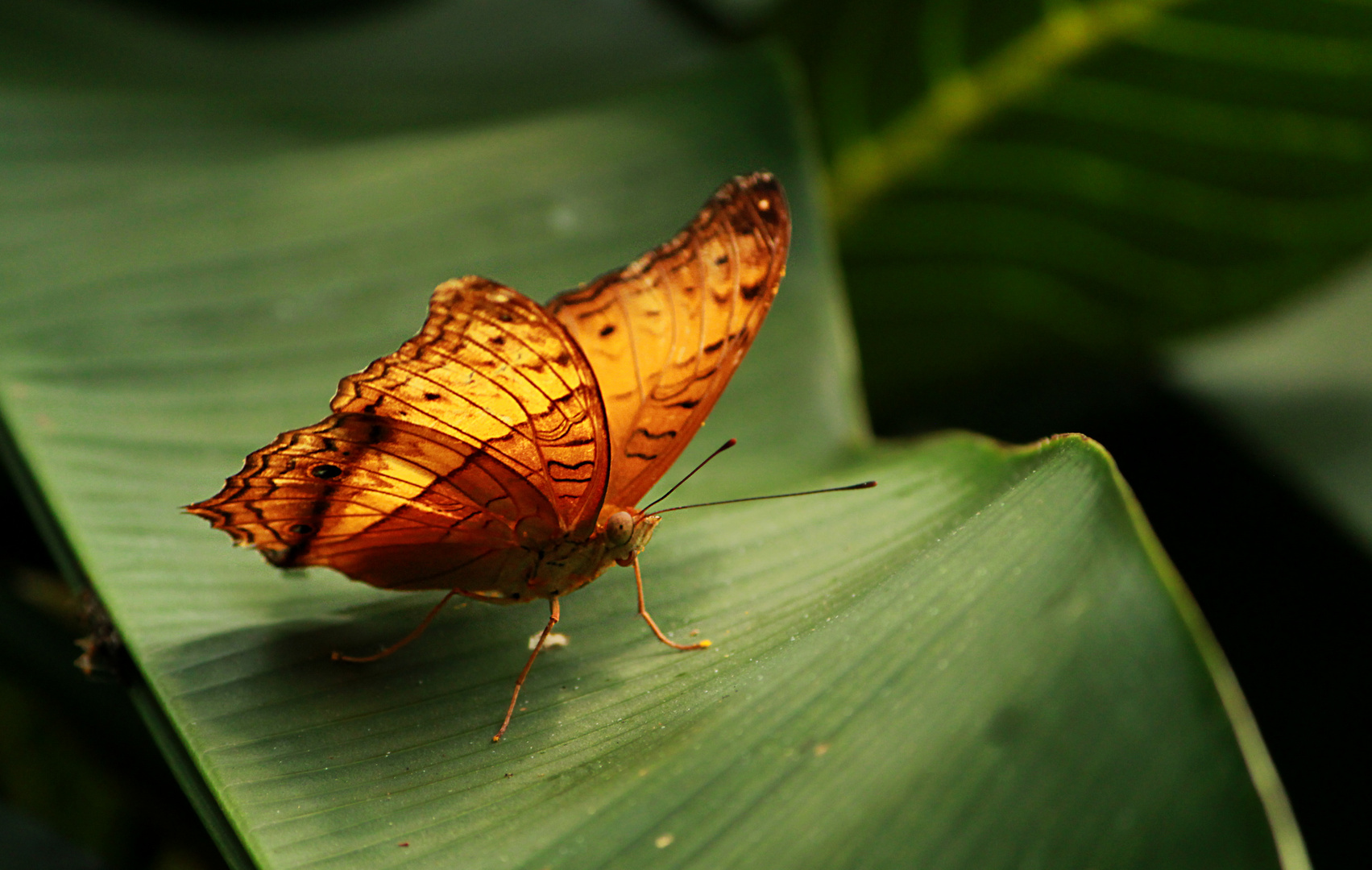 Schmetterling I