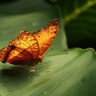 Schmetterling I