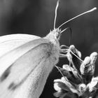 Schmetterling I