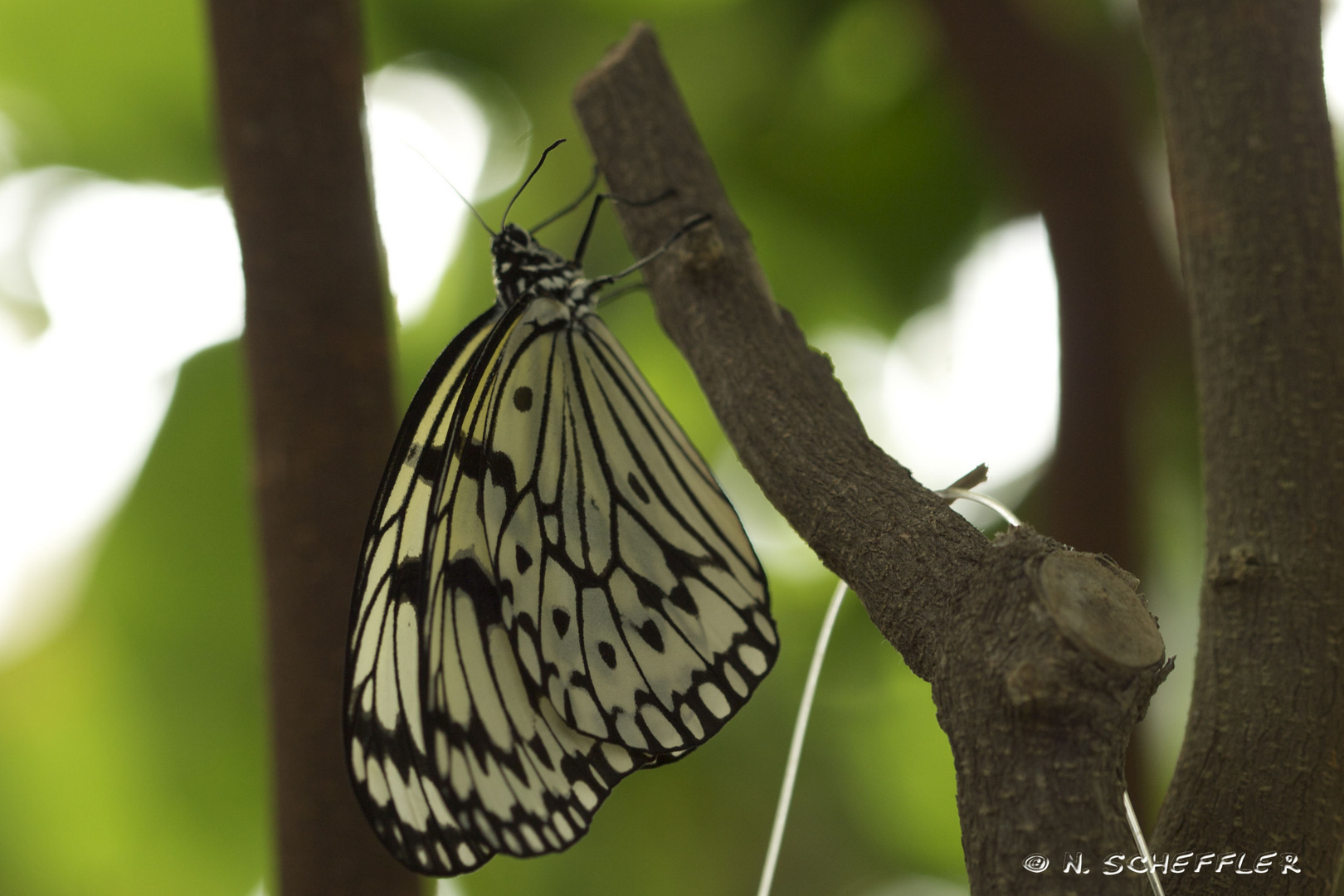 Schmetterling I (Idea leuconoe)