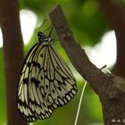 Schmetterling I (Idea leuconoe)