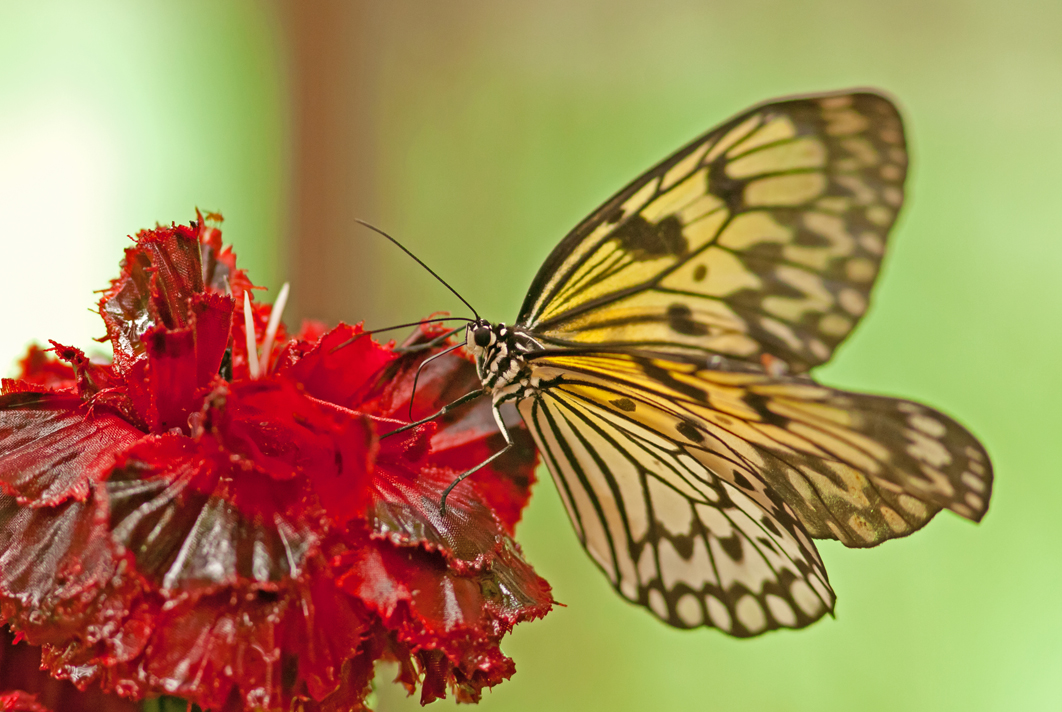 Schmetterling Idea leu conoe, aus der Verwandtschaft des Monarchfalters