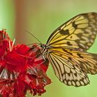 Schmetterling Idea leu conoe, aus der Verwandtschaft des Monarchfalters