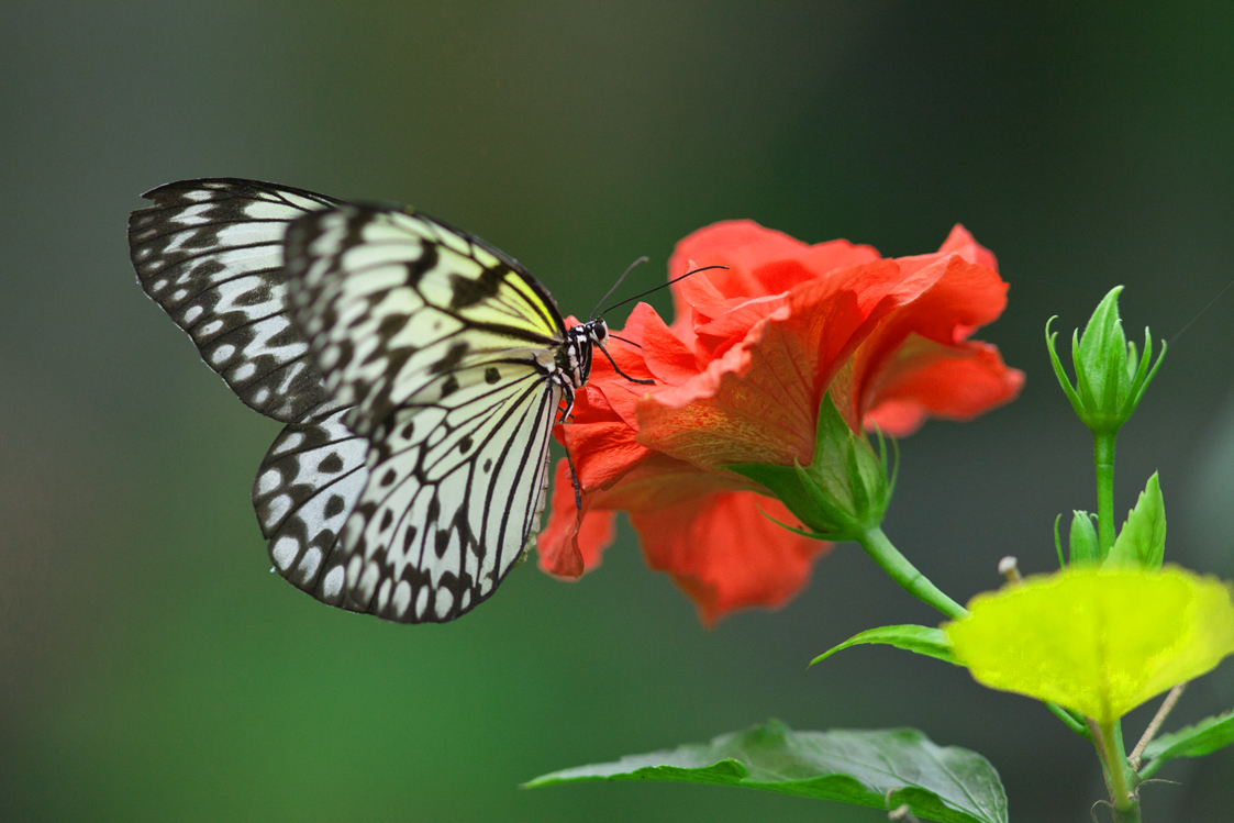 Schmetterling Idea leu conoe, aus der Verwandtschaft des Monarchfalters)