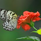 Schmetterling Idea leu conoe, aus der Verwandtschaft des Monarchfalters)