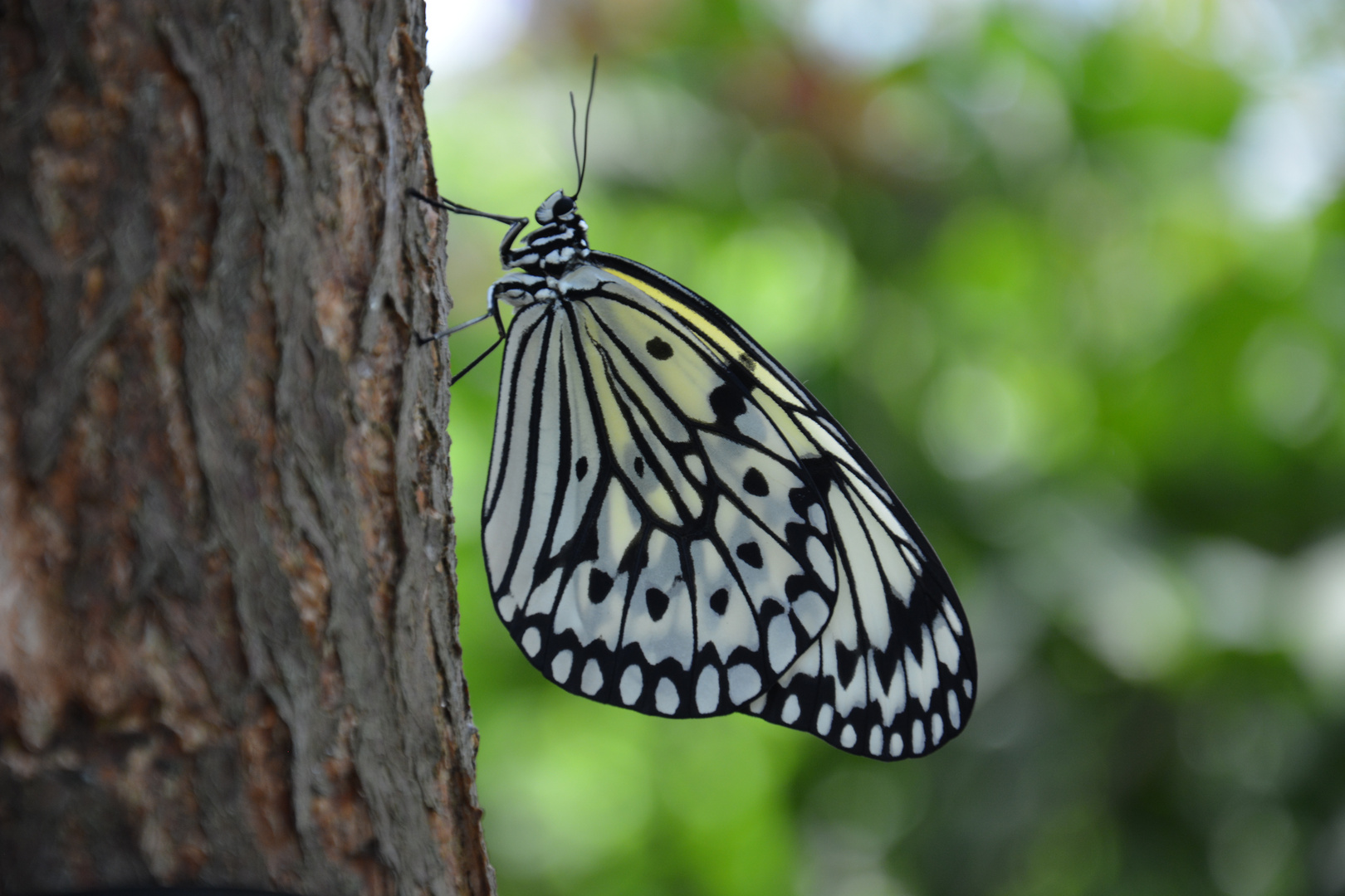 Schmetterling Idea leuconoe